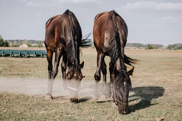 Beautiful Black Horses Grazing Field Countryside — Stock Photo, Image