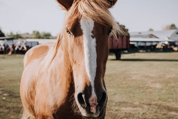 портрет красивой коричневой лошади, пасущейся на лугу на ранчо

