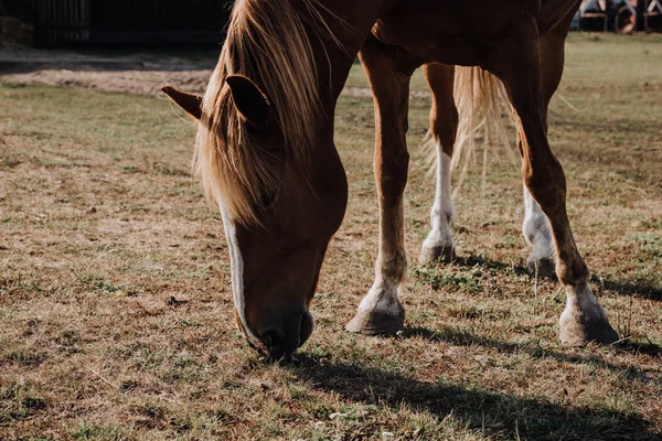 Hnědé Krásné Koně Pasoucí Louce Krajině — Stock fotografie zdarma