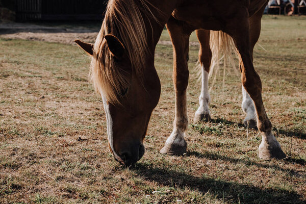 brown beautiful horse grazing on meadow in countryside