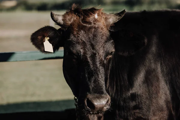 Zár Megjelöl Kilátás Fekete Hazai Tehén Állandó Farm Stall — Stock Fotó