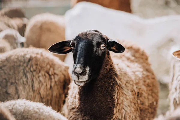 Portret Brązowych Owiec Wypasanych Zagrodzie Gospodarstwie — Zdjęcie stockowe