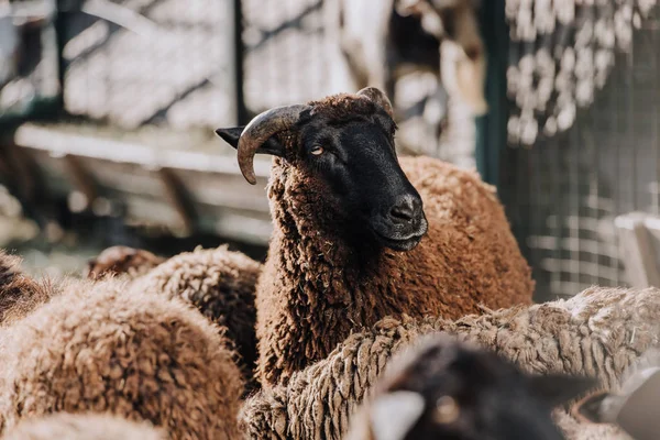 Ovelhas Marrons Pastando Com Rebanho Curral Fazenda — Fotografia de Stock