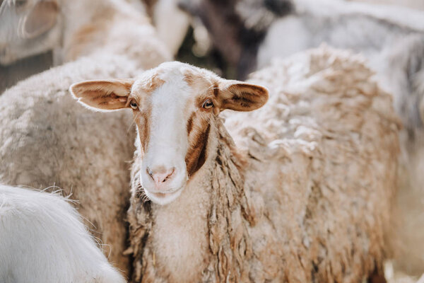 portrait of sheep grazing with herd in corral at farm