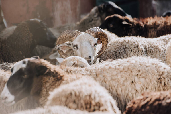 selective focus of sheep grazing with herd in corral at farm