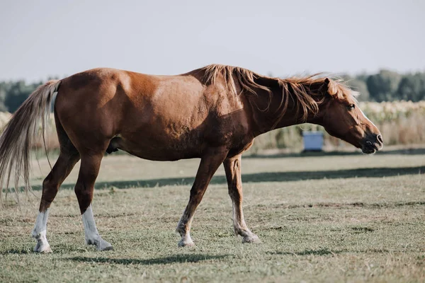 Schönes Braunes Pferd Weidet Auf Der Weide Bauernhof — kostenloses Stockfoto