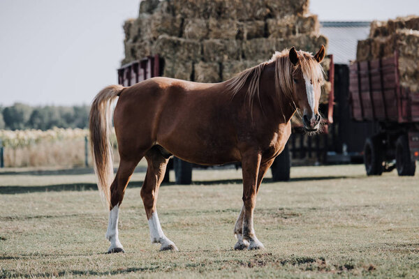 beautiful brown horse grazing on meadow with stocked hay behind at farm