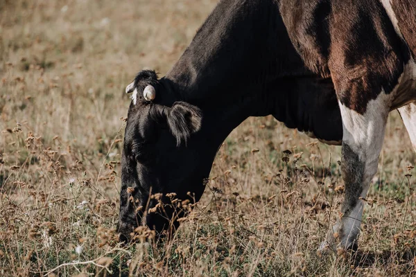 Close View Domestic Beautiful Cow Pastzing Field Countryside — Бесплатное стоковое фото