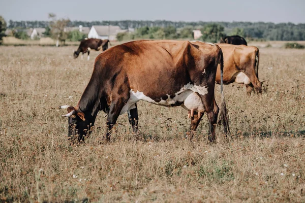 Rural Scene Domestic Cows Grazing Meadow Countryside — Free Stock Photo