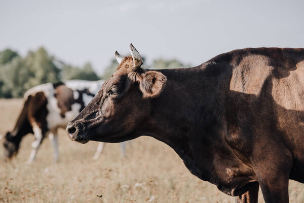 close up view of black cow pastzing on meadow in countryside
 