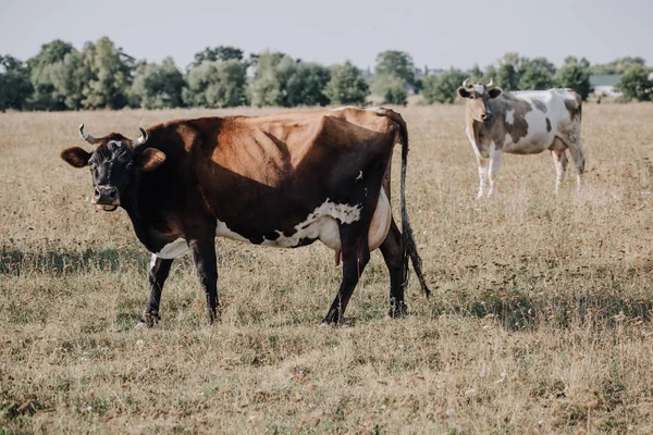 Escena Rural Con Vacas Domésticas Pastando Prado Campo — Foto de stock gratis