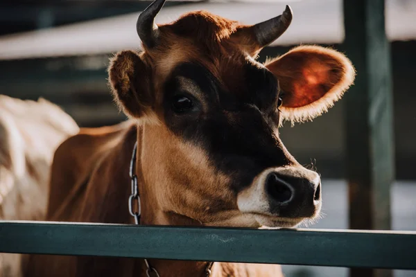 Закрытый Вид Коричневую Домашнюю Корову Стоящую Стойле Ферме — стоковое фото