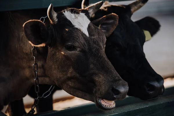 Foco Seletivo Vacas Bonitas Domésticas Que Estão Tenda Fazenda — Fotos gratuitas