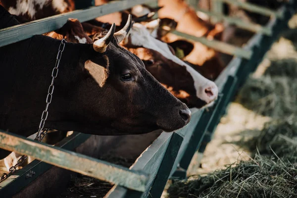 Коричневые Домашние Красивые Коровы Стоят Стойле Ферме — стоковое фото