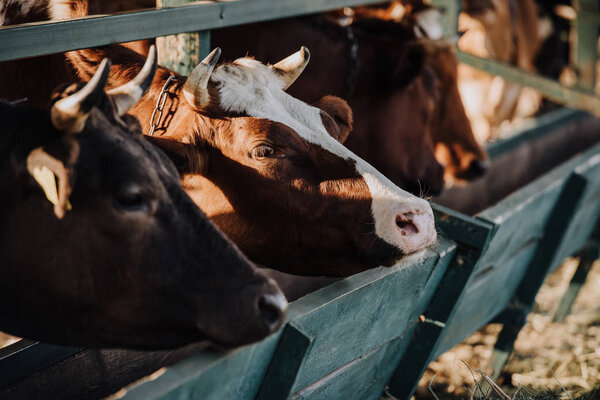 close up view of domestic beautiful cows standing in stall at farm