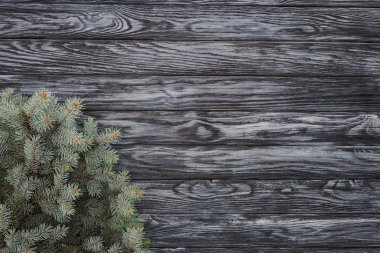 top view of beautiful evergreen fir twigs on wooden background    clipart