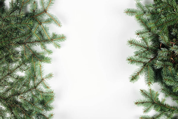 top view of beautiful evergreen fir twigs on white background