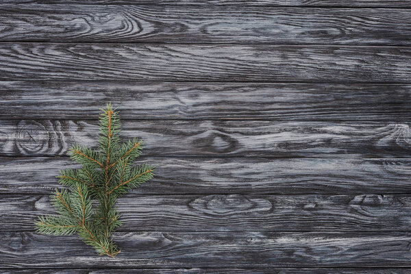 top view of beautiful evergreen fir twig on wooden background  