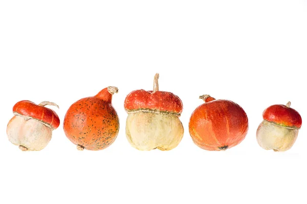 Vijf Verschillende Herfst Pompoenen Geïsoleerd Wit — Gratis stockfoto