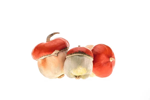 Three Small Autumnal Pumpkins Isolated White — Free Stock Photo