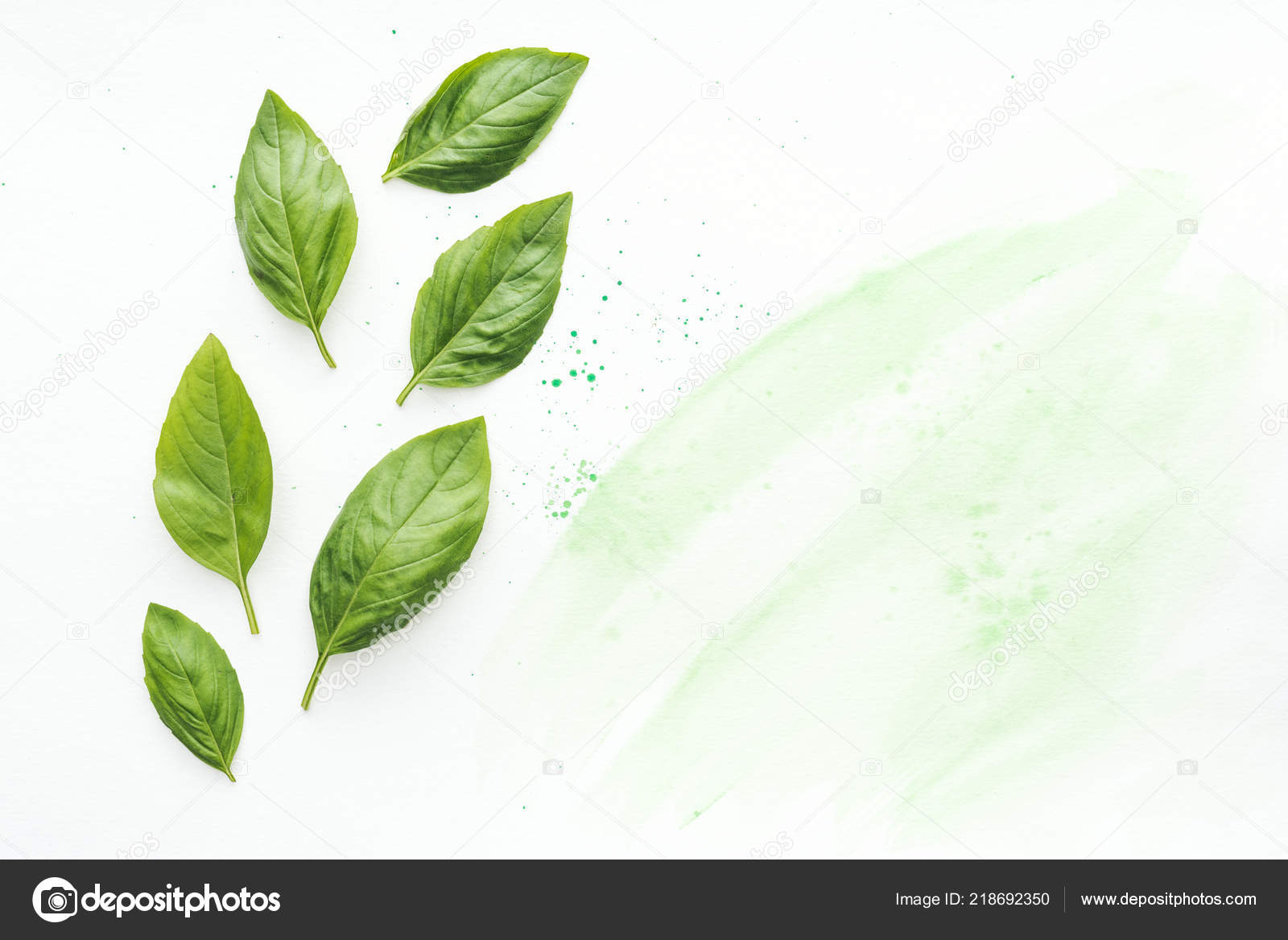 Top View Delicious Basil Leaves White Surface Green Watercolor Strokes Stock Photo Image By C Vadimvasenin 218692350