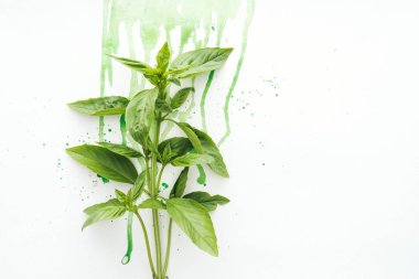 top view of bunch of basil brunches on white surface with green watercolor droplets clipart