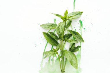 top view of bunch of ripe basil brunches on white surface with green watercolor blots clipart