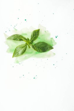 top view of basil branch on white surface with green watercolor strokes clipart