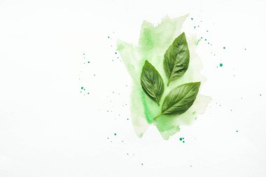 top view of basil leaves on white surface with green watercolor strokes clipart