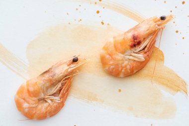 top view of uncooked shrimps on white tabletop with watercolor strokes clipart