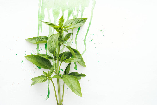 top view of bunch of basil brunches on white surface with green watercolor droplets