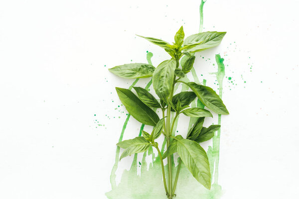 top view of bunch of ripe basil brunches on white surface with green watercolor blots