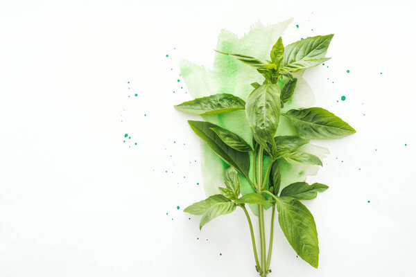 top view of bunch of fresh basil brunches on white surface with green watercolor strokes