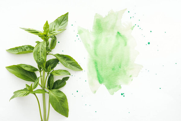 top view of bunch of basil brunches on white surface with green watercolor strokes