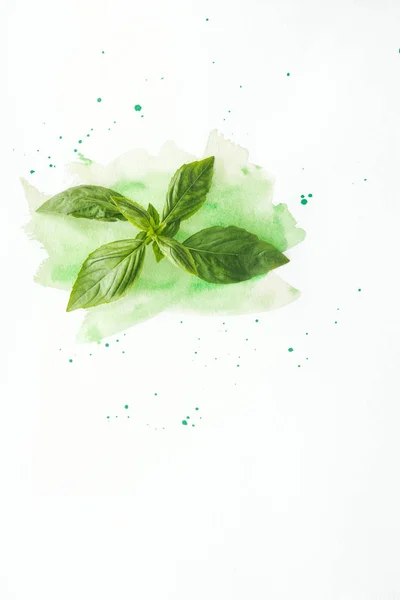 Top View Basil Branch White Surface Green Watercolor Strokes — Free Stock Photo