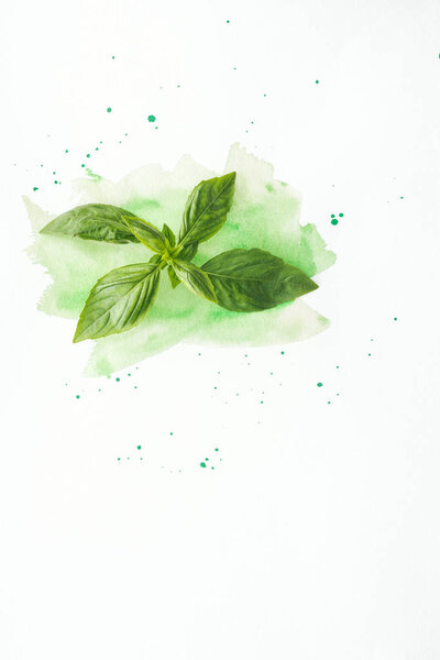 top view of basil branch on white surface with green watercolor strokes