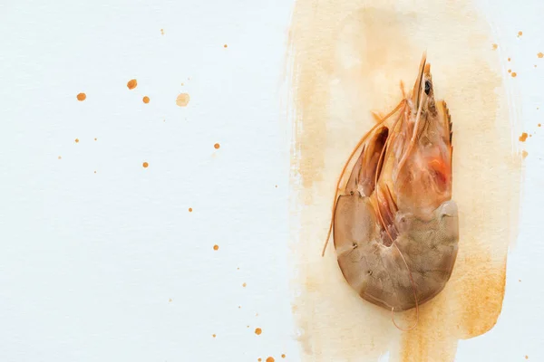 Top View Single Uncooked Shrimp White Surface Watercolor Strokes — Stock Photo, Image