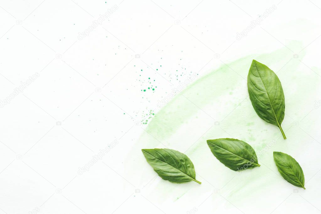 top view of aromatic basil leaves on white surface with green watercolor strokes