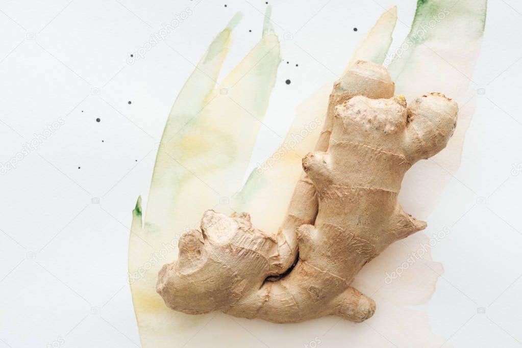 top view of ginger root on white surface with watercolor strokes