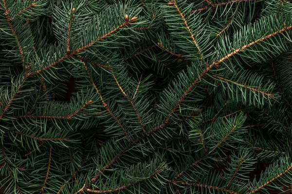 Full Frame Green Pine Tree Branches Background — Stock Photo, Image
