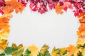 top view of colored frame of maple leaves isolated on white, autumn background