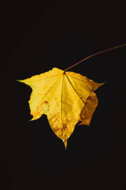 beautiful yellow maple leaf isolated on black, autumn background clipart