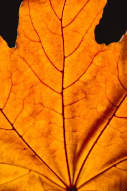 close up of orange maple leaf with veins isolated on black, autumn background clipart
