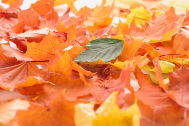 green leaf on orange and yellow maple leaves, autumn background clipart