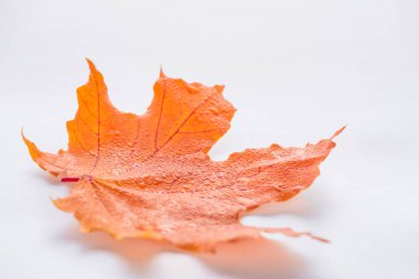 selective focus of one orange maple leaf with water drops on white, autumn background clipart