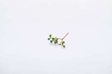 twig with green berries isolated on white clipart