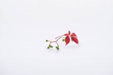 twig with burgundy leaves and green berries isolated on white, autumn background clipart
