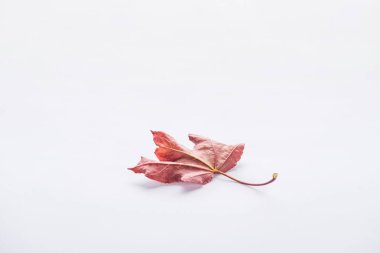 one autumnal beautiful burgundy maple leaf isolated on white clipart