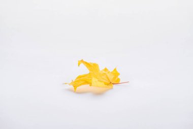 one autumnal beautiful yellow maple leaf isolated on white clipart
