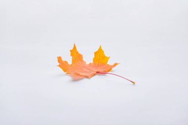 one orange maple leaf isolated on white, autumn background clipart